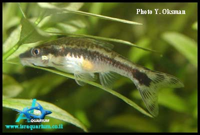 www.israquarium.co.il